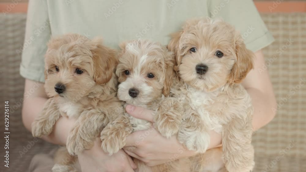 Cute puppies of the Maltipoo breed are resting in the arms of a girl on beautiful home. Beloved pet in the natural atmosphere. Cute puppies of the Maltipoo breed are resting in the arms of a girl on beautiful home. Beloved pet in the natural atmosphere.