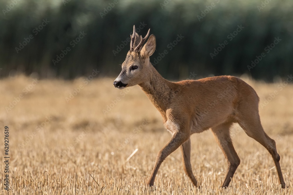 Majestic white-tailed deer walking across a sun-drenched field of golden grass Majestic white-tailed deer walking across a sun-drenched field of golden grass