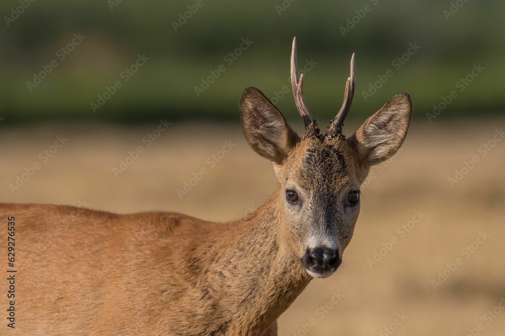 Majestic white-tailed deer walking across a sun-drenched field of golden grass