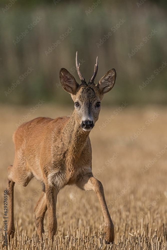 Majestic white-tailed deer walking across a sun-drenched field of golden grass