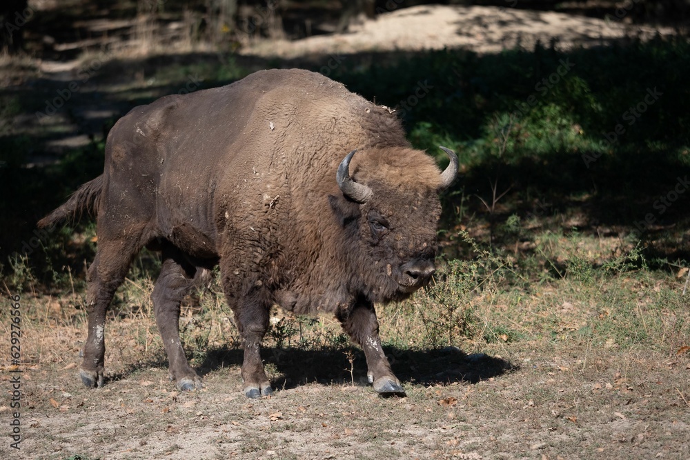 Majestic bison walking in a lush green forest area Majestic bison walking in a lush green forest area