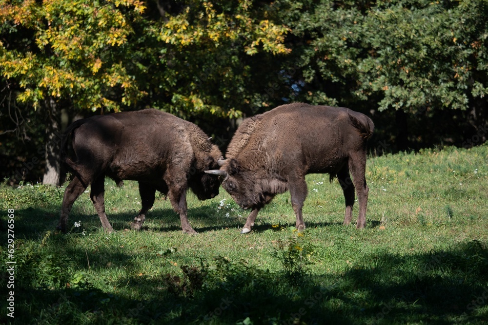 American bison engaged in a territorial battle, using their horns to assert dominance