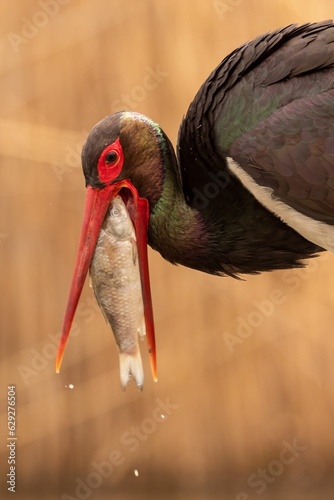 A vertical closeup shot of a black stork with a large fish in its beak