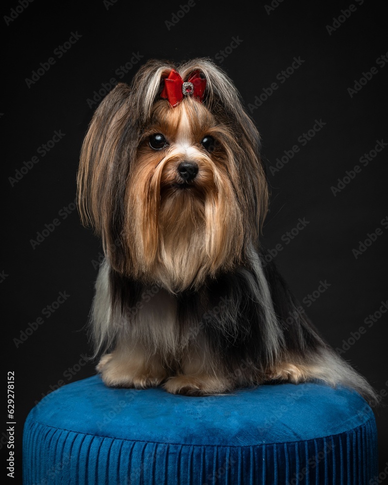 Is a studio photoshoot of a Biewer Yorkshire Terrier