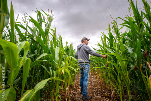 Leinwand Poster Farmer checking his crop, corn field.