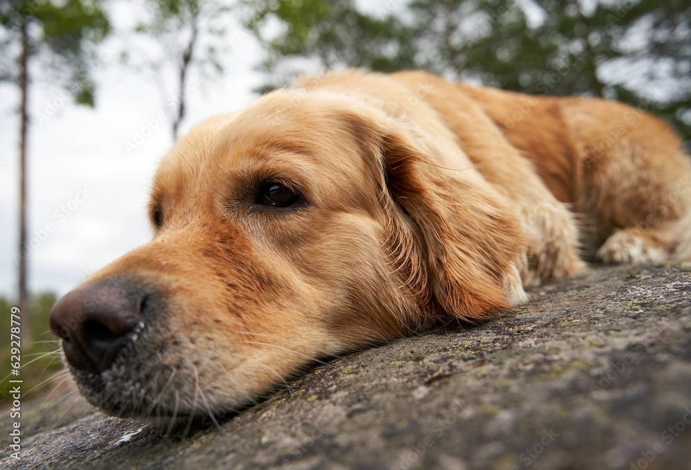 Adorable golden retriever curled up contentedly on a large boulder in a lush forest environment