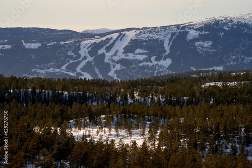 Picturesque winter landscape of Norefjell, Norway with tall, snow-covered evergreen trees