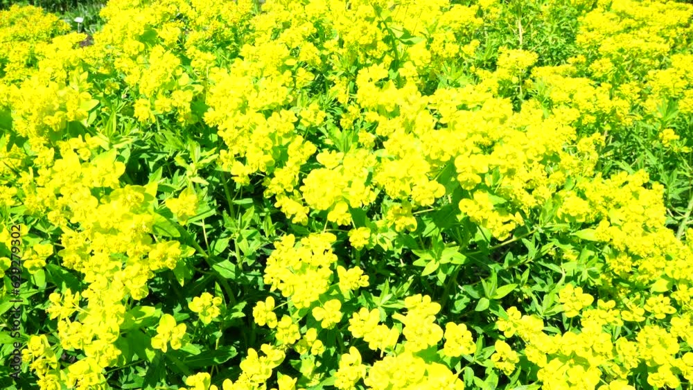 Yellow Marsh spurge (Euphorbia palustris) growing in the field on a sunny day Yellow Marsh spurge (Euphorbia palustris) growing in the field on a sunny day