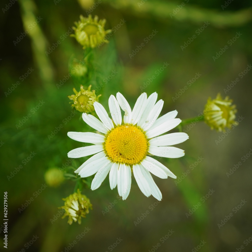 Obraz premium Closeup shot of Matricaria chamomilla, German chamomile.