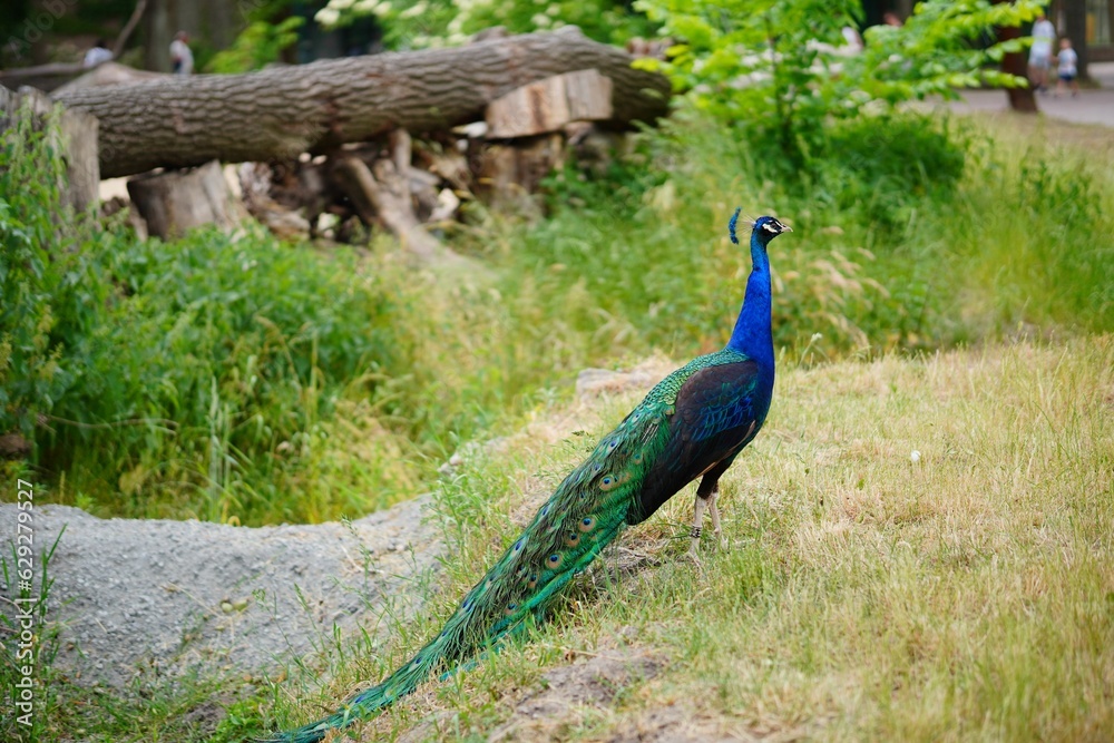 Obraz premium Majestic peacock standing alone in a lush green meadow