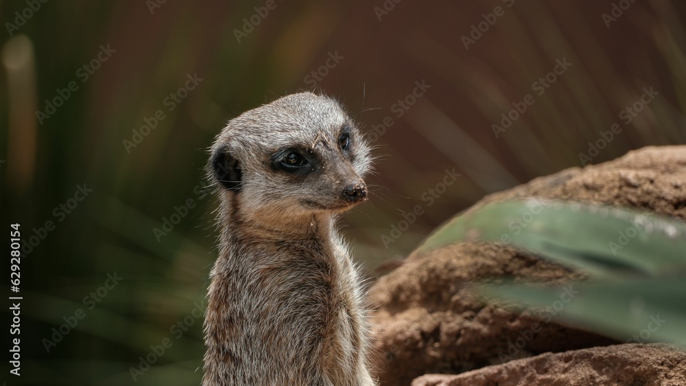 Fototapeta premium Closeup of a mongoose perched on a rocky terrain, with a cactus in the background