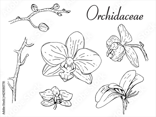 Botanical flower orchid set. Black and white ink engraving. Isolated succulents illustration element on white background.