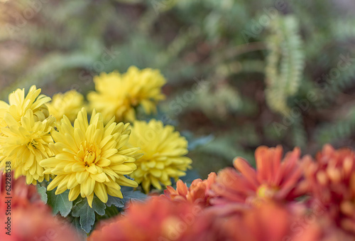 selective focus of a yellow chrysanthemum flower and defocused ferns background