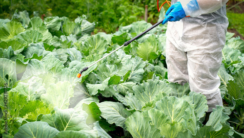 farmer sprays cabbage with insecticides and chemicals