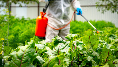 farmer treats beetroot with pesticides © Антон Скрипачев