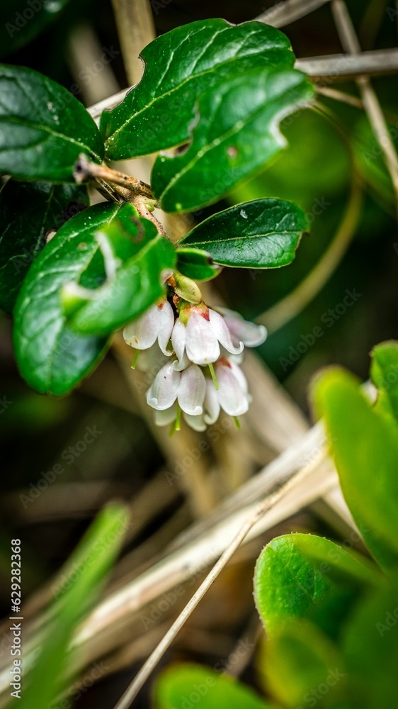 Obraz premium Closeup of a vibrant Lingonberry in a lush green with a blurry background