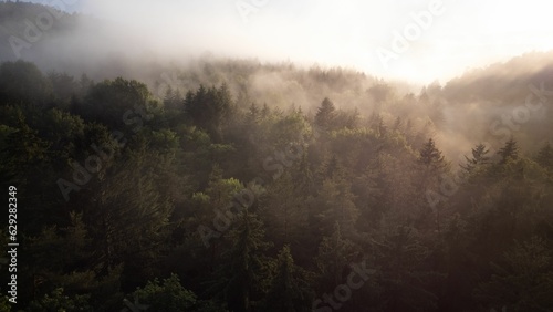 View of lush green forest on a sunny day with fog rolling in the background