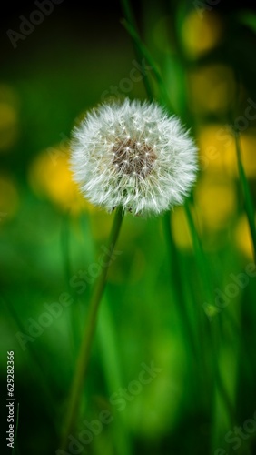 Closeup of   a vibrant Common Dandelion in a lush green with a blurry background
