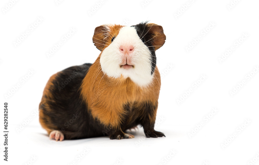guinea pig looks up on a white background guinea pig looks up on a white background