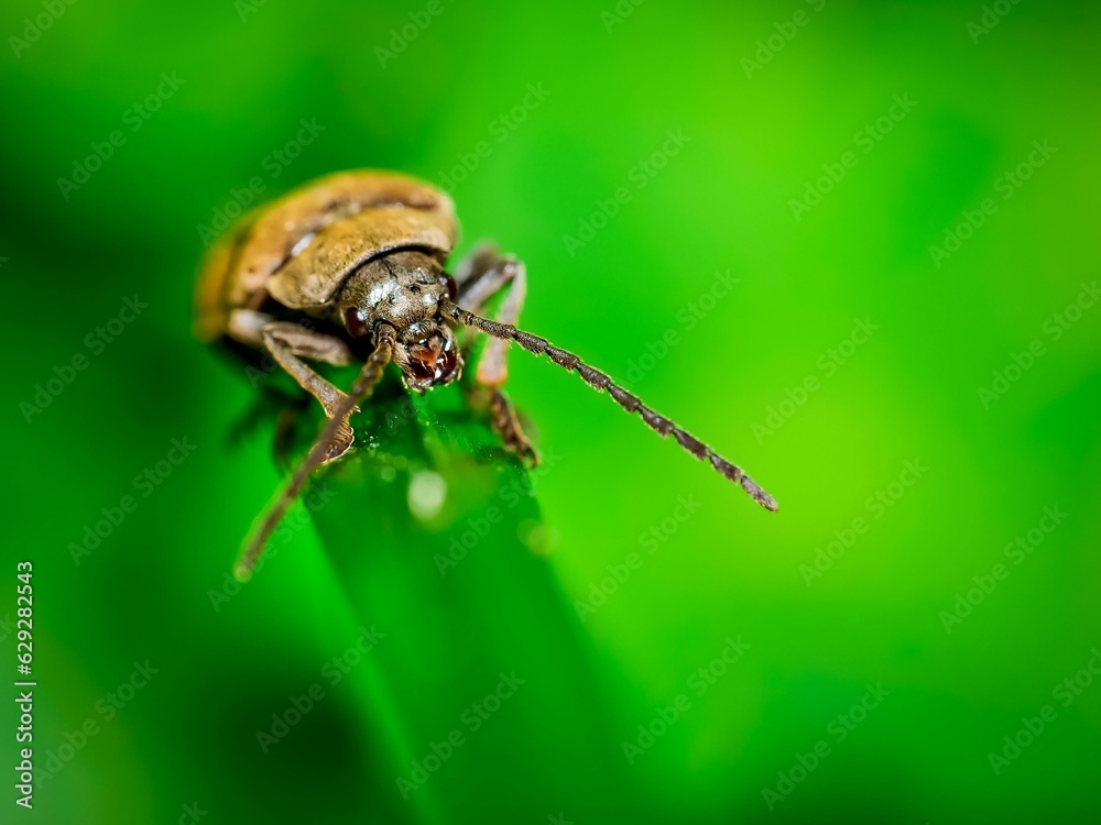Fototapeta premium Macro shot of a small beetle on a vibrant green leaf