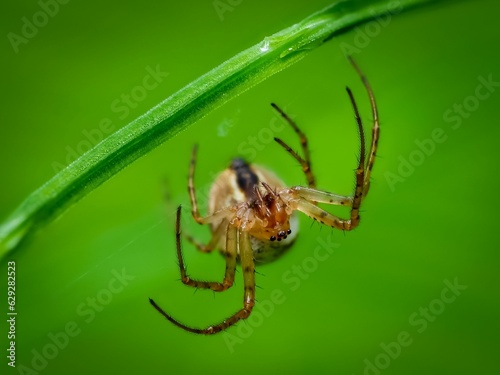 Macro shot of a spider on a green leaf of a plant, showcasing its intricate details