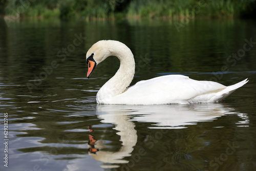 White swan swimming in a lake, reflection on water surface