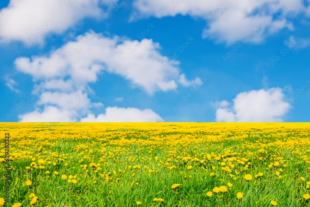 Idyllic meadow field with lush green grass and vibrant yellow dandelion flowers under a dreamy blue sky with fluffy clouds. Scenic summer-spring landscape.