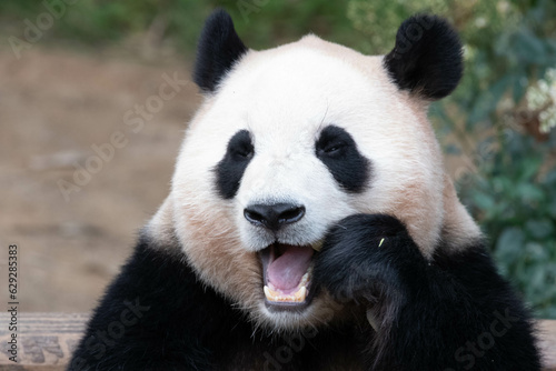 Close up Happy Panda, Fu Bao
