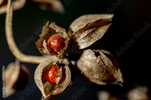 close up of dried leaves and seeds