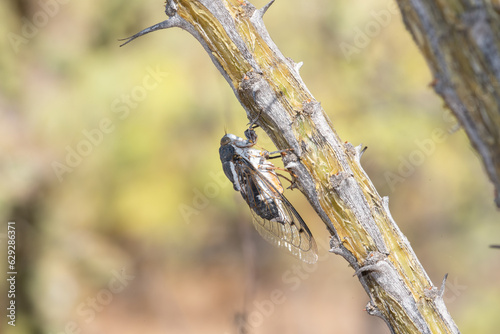 Common Cactus Dodger Cicada (Cacama valvata) on Ocotillo (Fouquieria splendens) photo