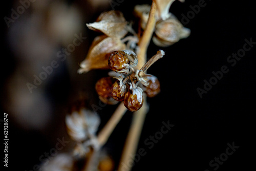 close up of dried leaves and seeds