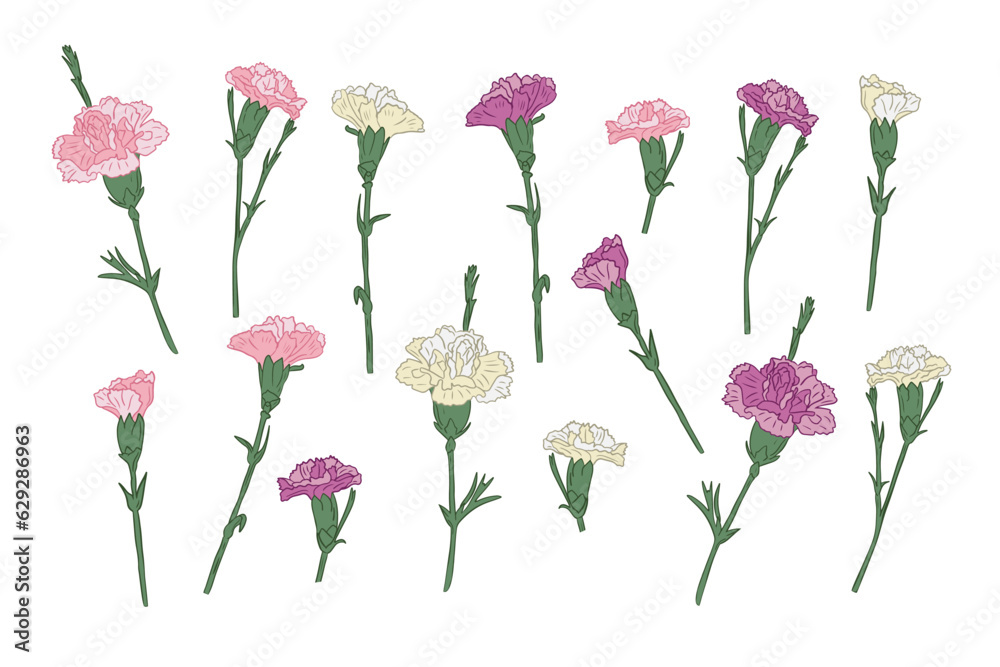 Set of hand drawn carnation different colors. Vector outline isolated pink, white and purple flowers on white background. Ideal for stickers, tatoo, pattern, background, wrapping paper, pattern