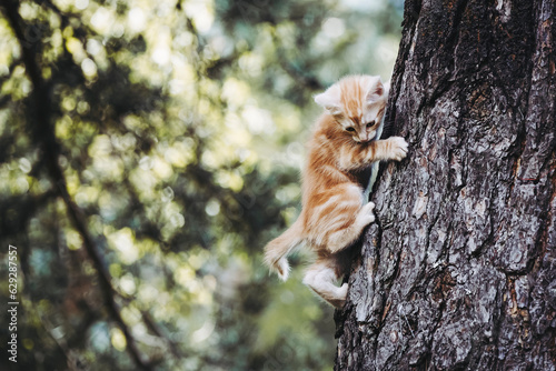 Bébé chaton roux en train de grimper à un arbre dans le jardin