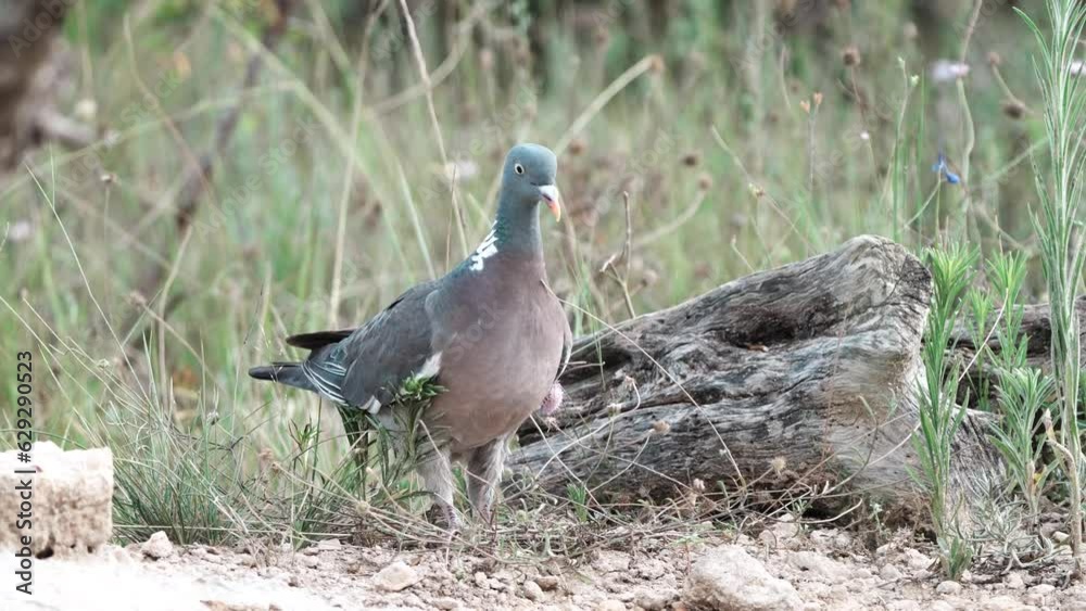 common wood pigeon drinking in the pond common wood pigeon drinking in the pond