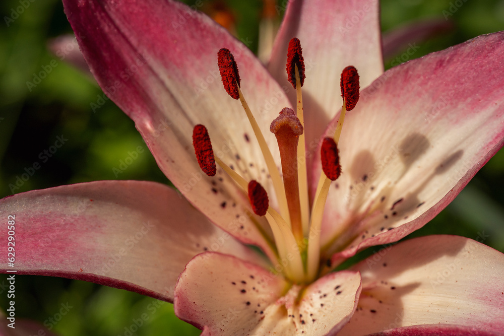 pink lilies in natural light close-up pink lilies in natural light close-up