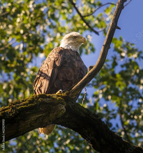 Adult bald eagle in a tree