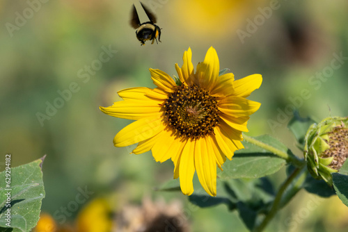 A Bumblebee with pollen covering its legs flying over a Sunflower bloom with damaged petals on a sunny, Summer morning.