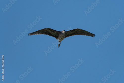 A juvenile Little Blue Heron soaring overhead through a clear blue sky.