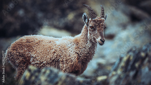 Close up of mountain goat in the French Alps