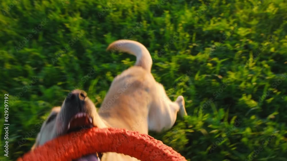 Active and energetic dog holds round red toy with teeth and looks up. Playing with female owner, top view from first person. Labrador plays rubber ring tug-of-war with man in summer park at sunset