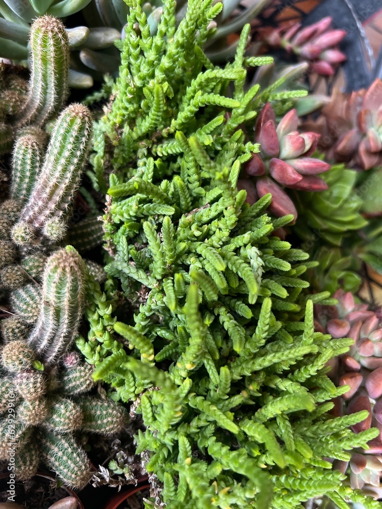 cactus and lotus cactus and lotus