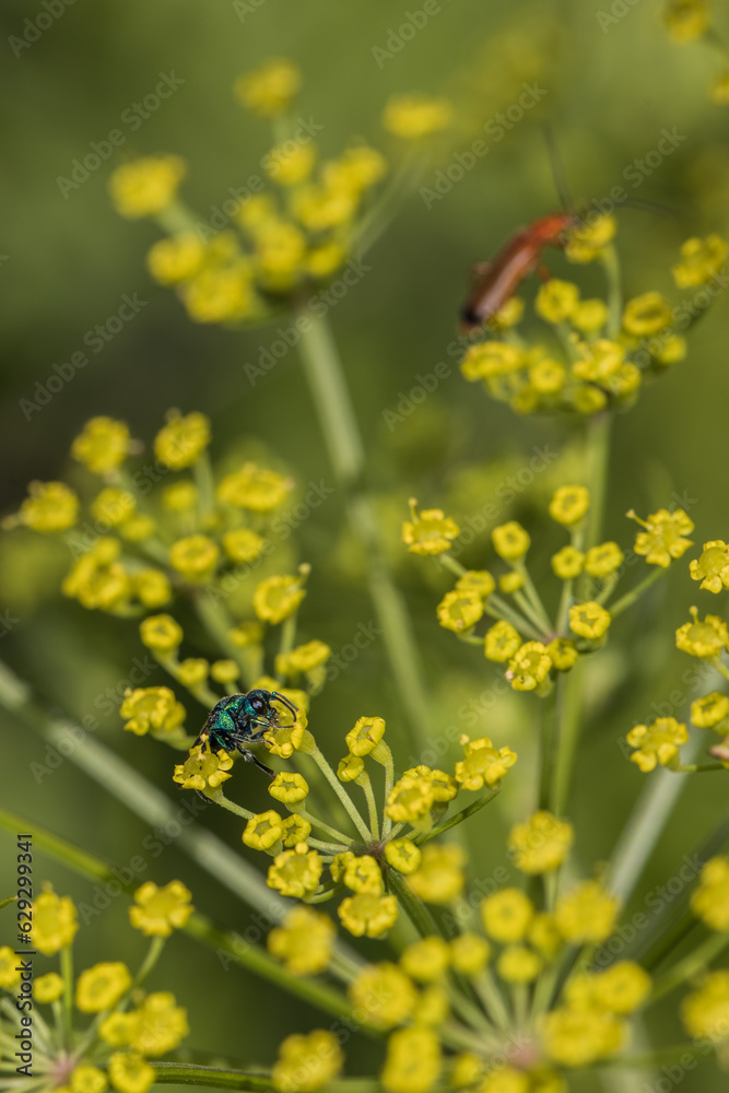 Obraz premium chrysis insect sucks nectar