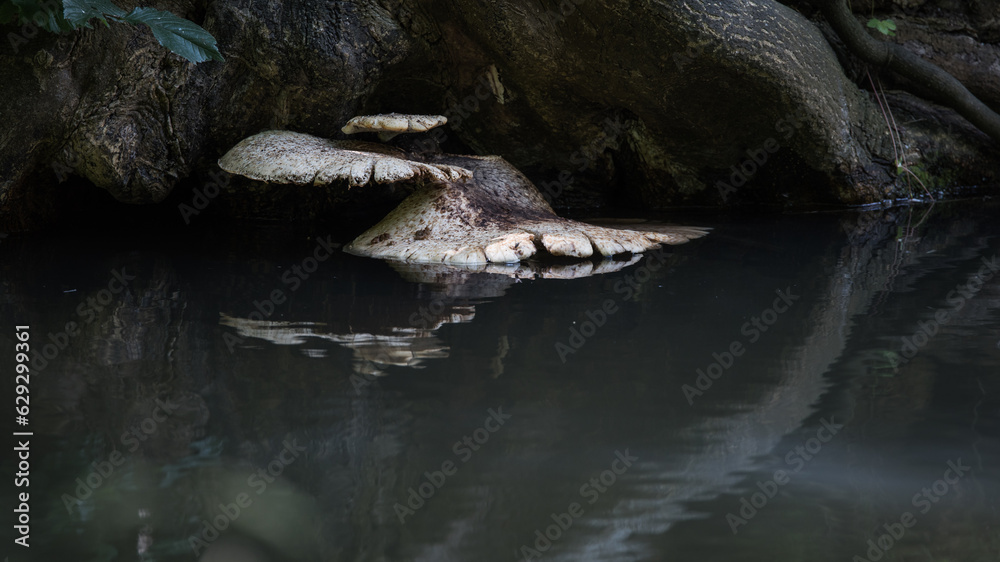 Fototapeta premium Tree fungi lie right on the water surface in the pond Trädsvamp ligger precis på vattenytan i dammen