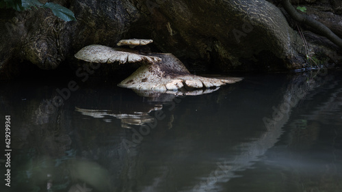 Tree fungi lie right on the water surface in the pond Trädsvamp ligger precis på vattenytan i dammen