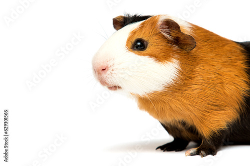 guinea pig sideways on a white background