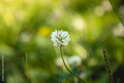 a close up of white clover flower with blurry background © Joose