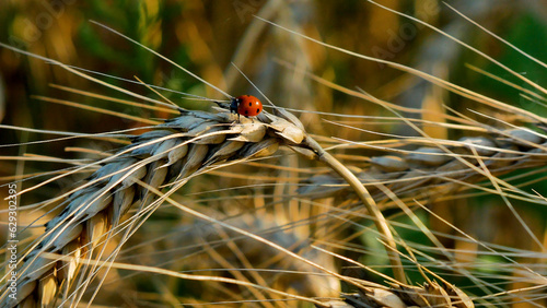Ladybug sitting on a ripe ear of wheat. Wheat harvest in Ukraine in summer