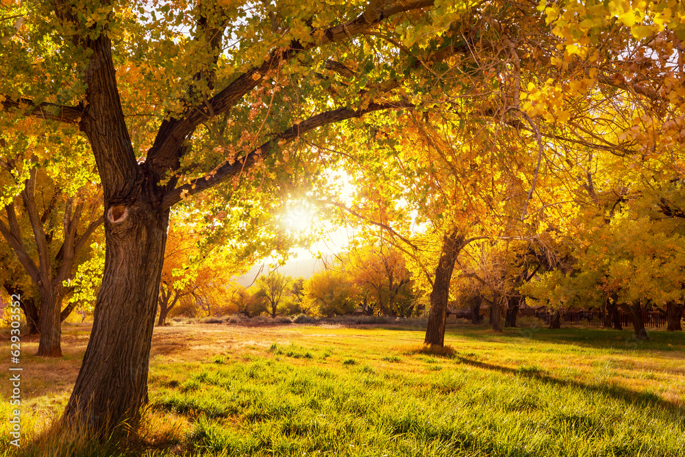 Autumn garden