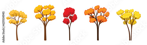 Colorful Autumn Trees with Lush Foliage and Trunk Vector Set