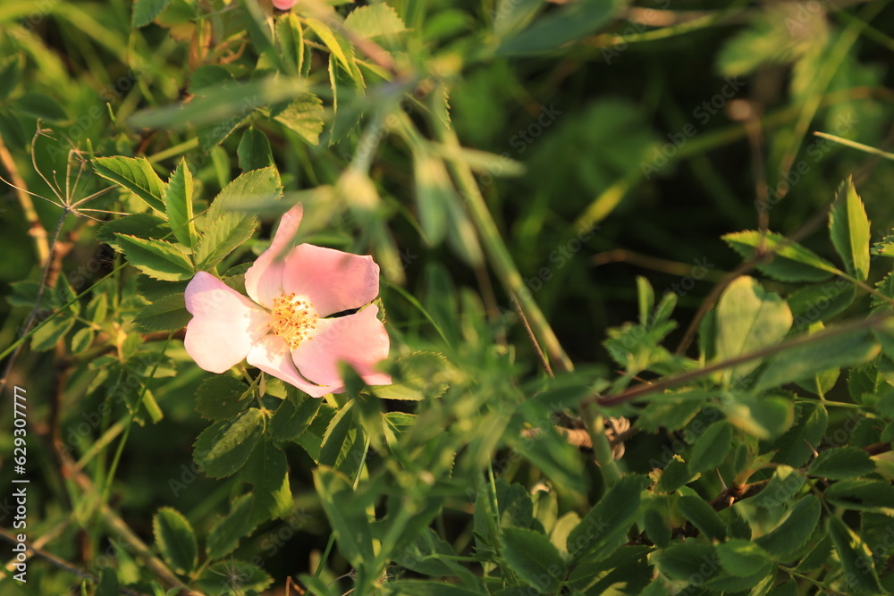 Pink flower among green grass Pink flower among green grass